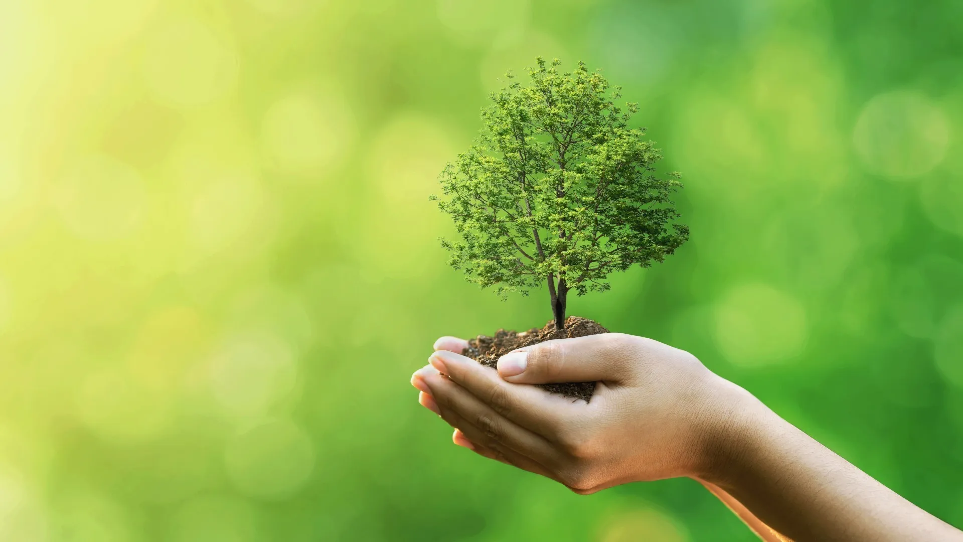 Treedom funziona davvero?